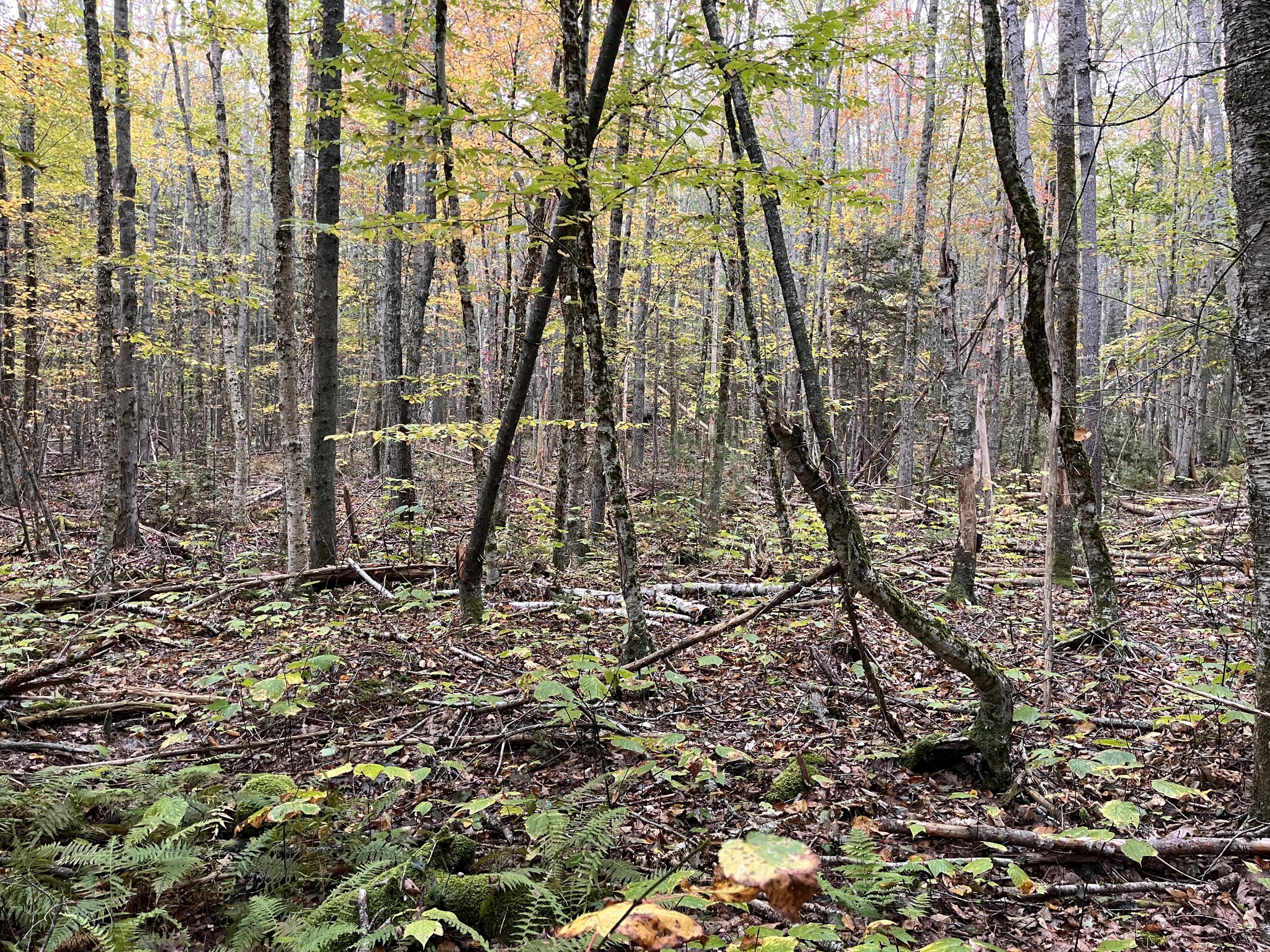 Lot 83 Black Spruce Road Bristol, ME 04539 - Photo 12 of 22 9FB3DFFE-AC4E-4275-921E-453F0B94DACB