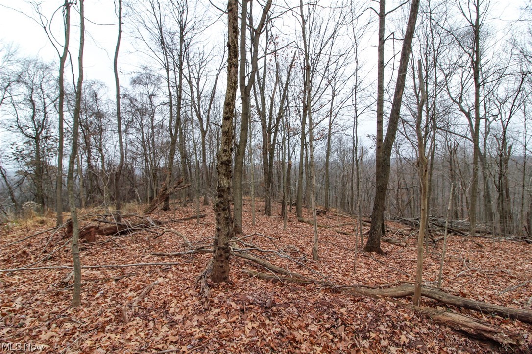 View of local wilderness