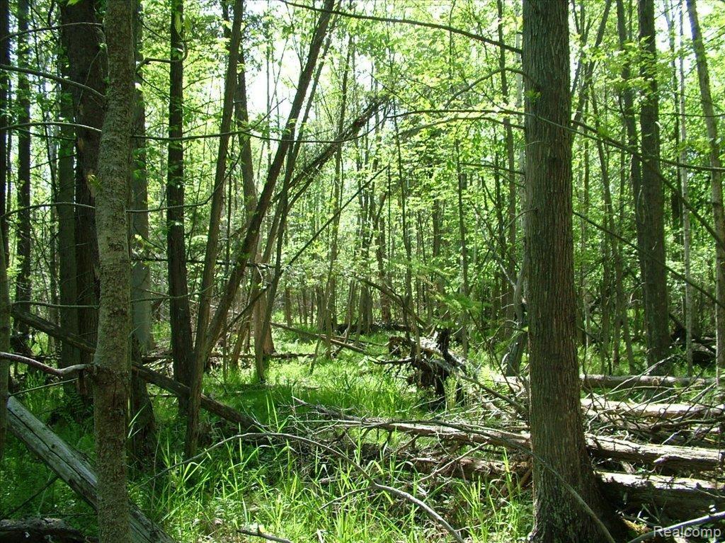 5950 Hasslick Road North Branch, MI 48461 - Photo 6 of 9 DSCF4466
