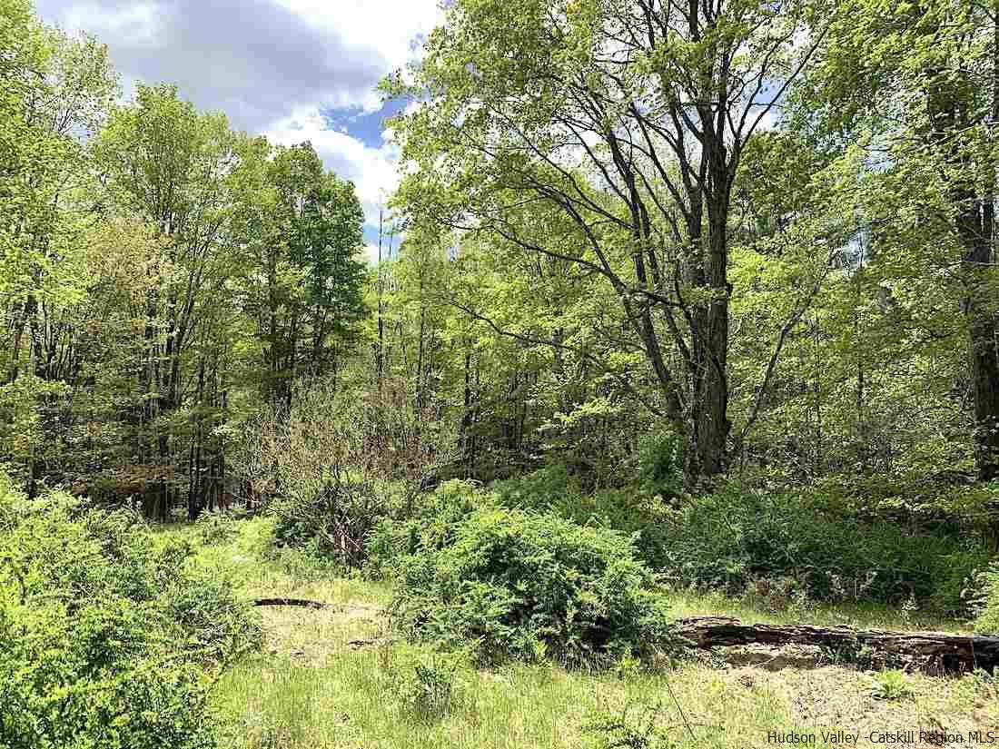 143 Beaverkill Road Kingston, NY 12401 - Photo 5 of 8 a view of a forest filled with trees