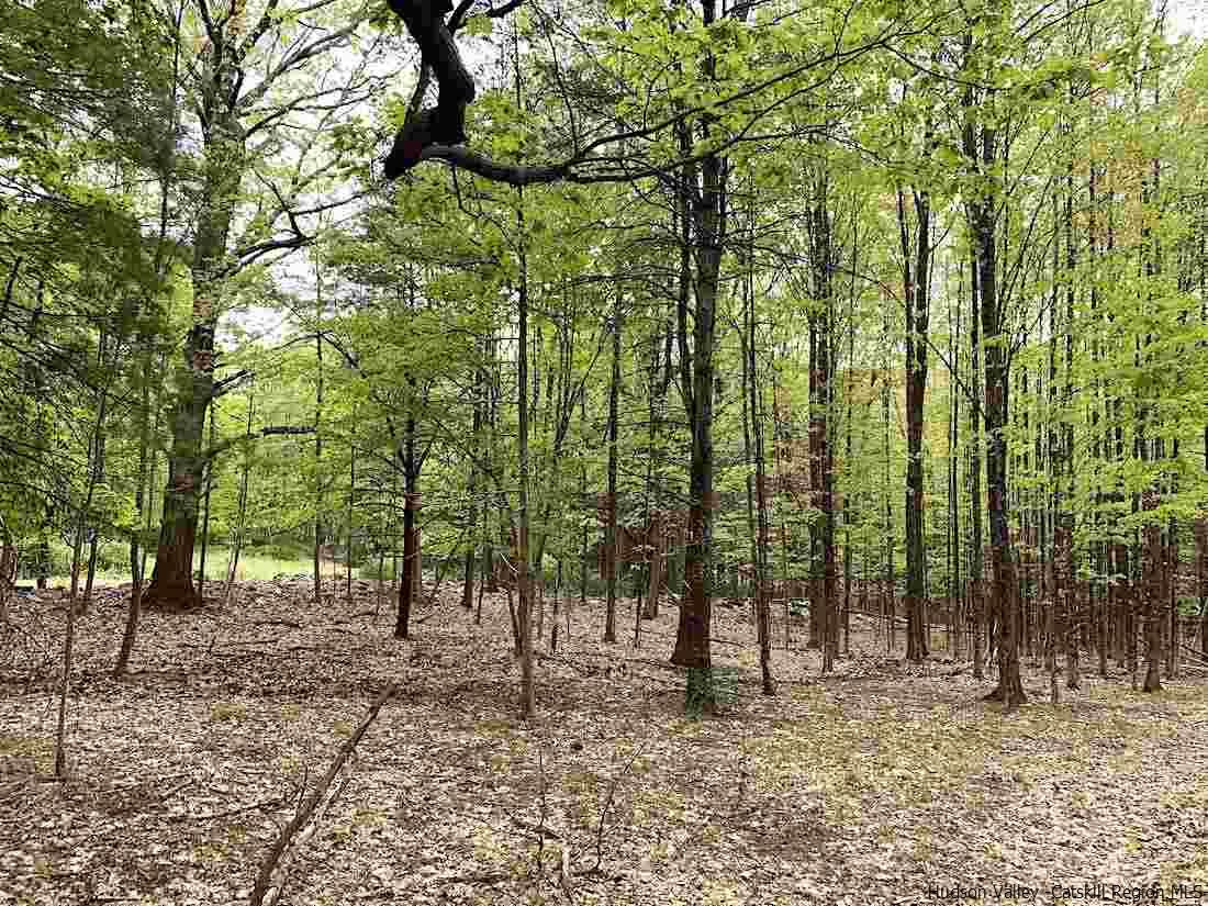 143 Beaverkill Road Kingston, NY 12401 - Photo 7 of 8 a view of a forest with trees in the background