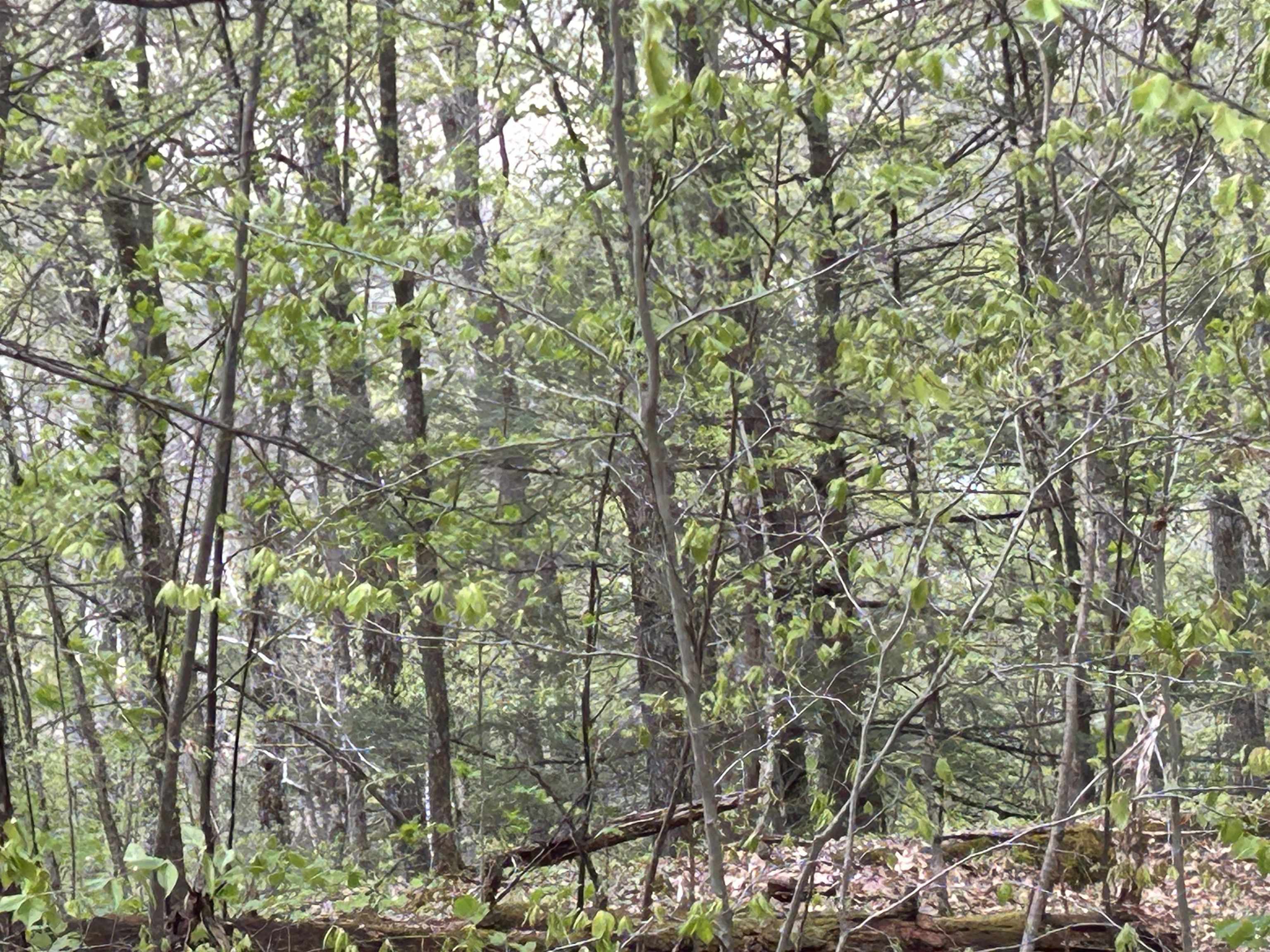 188 Rattlesnake Mountain Road Townshend, VT 05353 - Photo 15 of 39