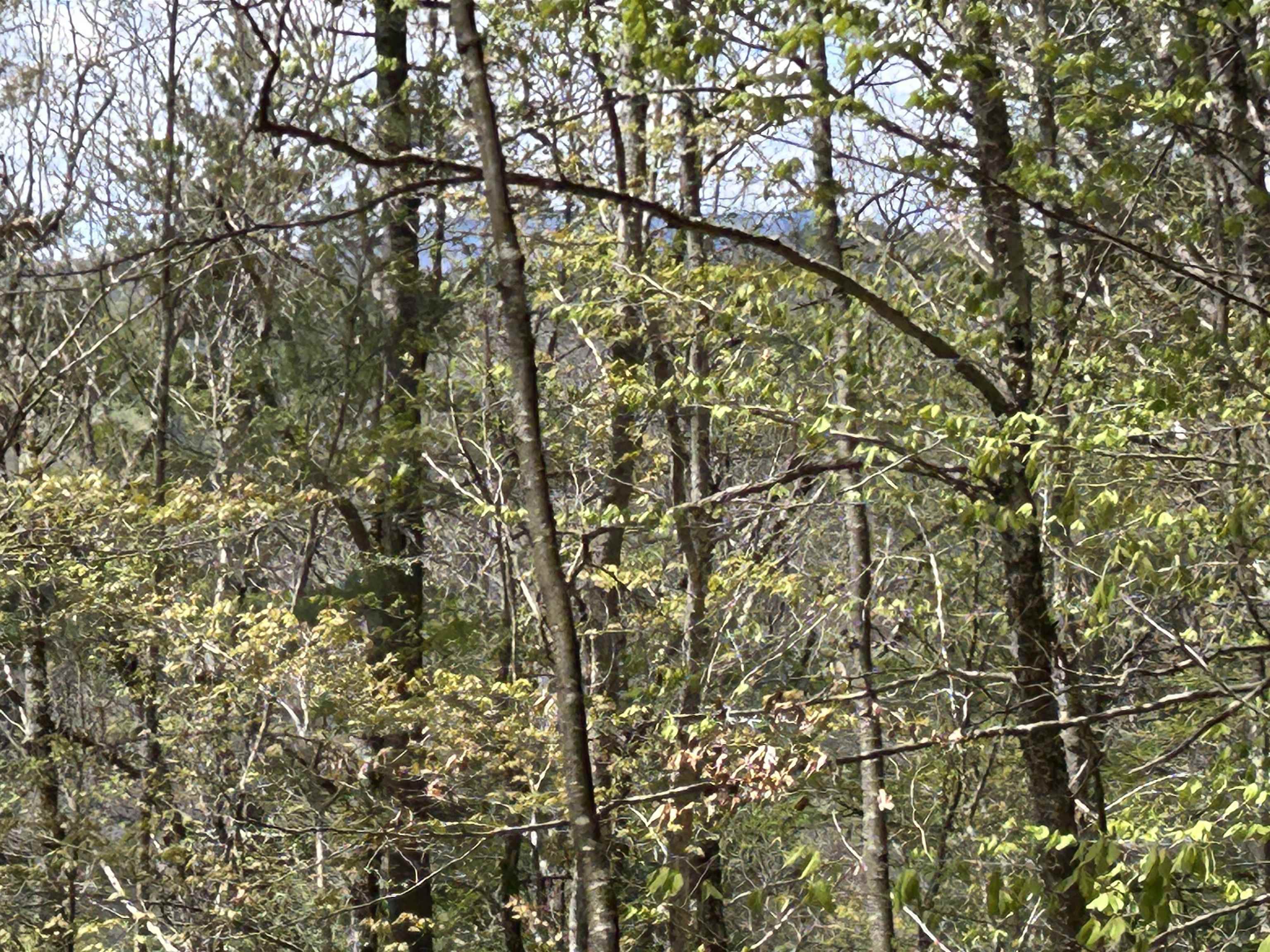 188 Rattlesnake Mountain Road Townshend, VT 05353 - Photo 19 of 39