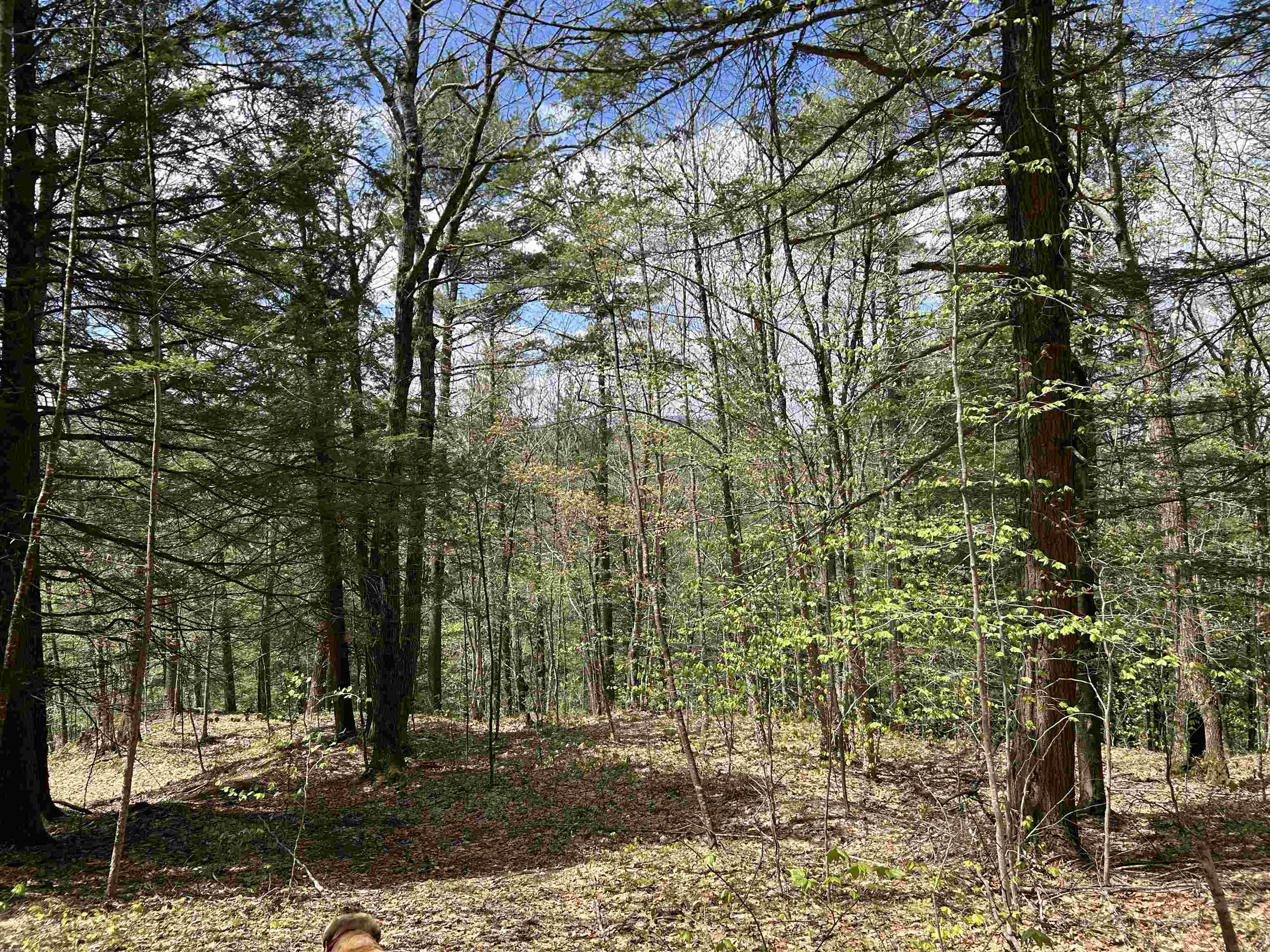 188 Rattlesnake Mountain Road Townshend, VT 05353 - Photo 20 of 39
