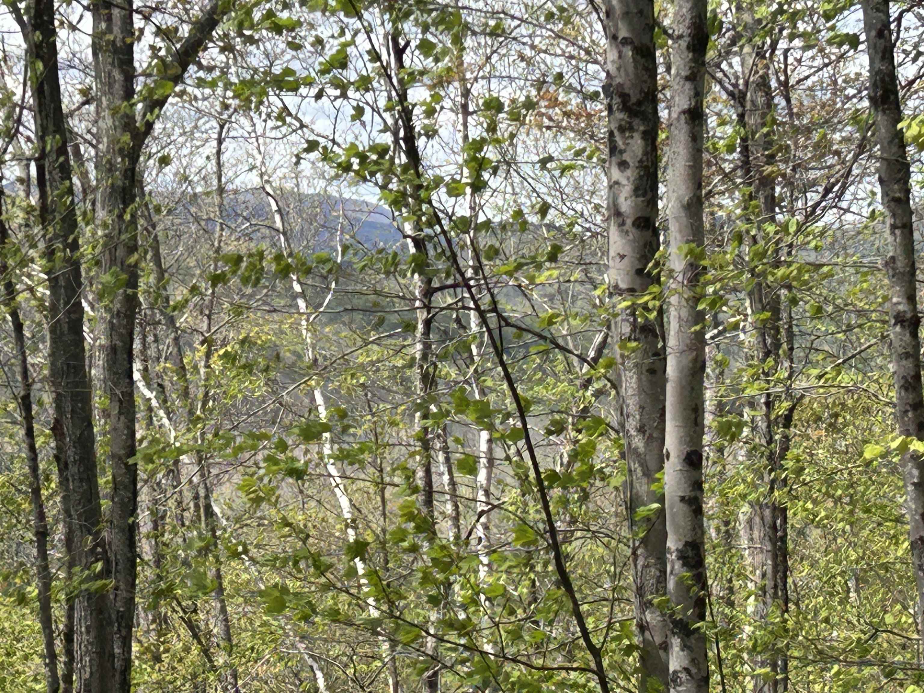 188 Rattlesnake Mountain Road Townshend, VT 05353 - Photo 5 of 39