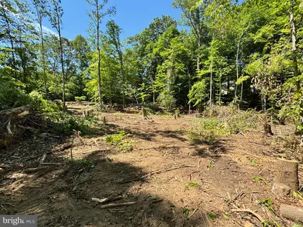 a view of a yard with plants and trees