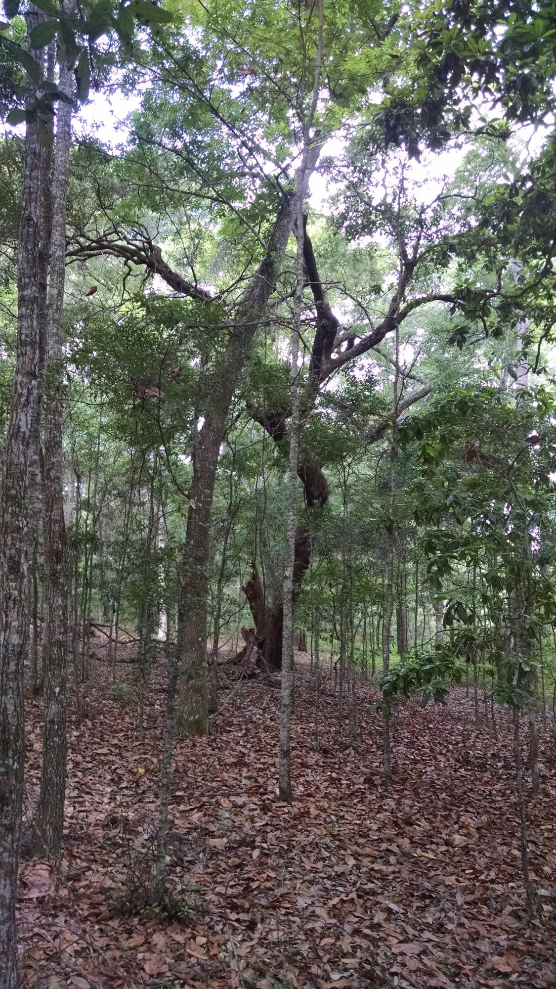 8596 Raccoon Island Road Edisto Island, SC 29438 - Photo 12 of 13 raccoon island rd pic 2