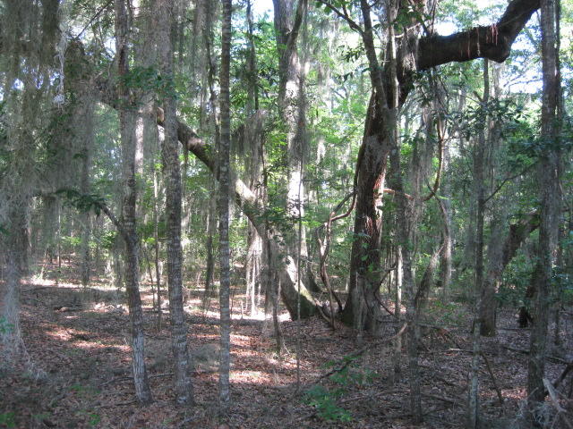 8596 Raccoon Island Road Edisto Island, SC 29438 - Photo 8 of 13 raccoon Island Rd (9)
