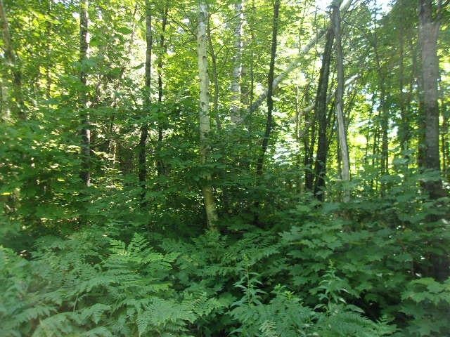 33-acres 33-acres Desperation Road Mercer, WI 54547 - Photo 6 of 17 Gallery Image 6