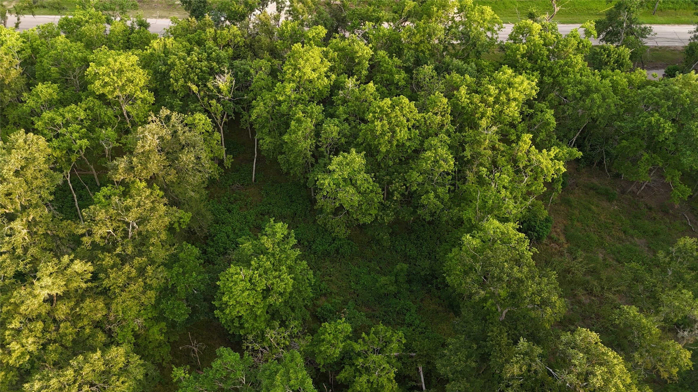 0 Brazos Avenue Rosharon, TX 77583 - Photo 5 of 6 a view of a lush green forest with lawn chairs and plants