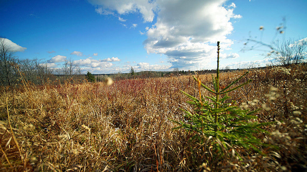 Lot 4.1 Lawlor Ridge Road Benedicta, ME 04733 - Photo 34 of 48 benedicta-me-land-19