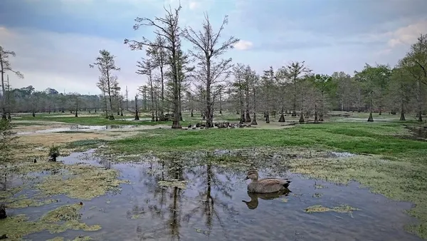 a view of a park with large trees