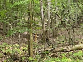 0 Stanton Road Seymour, TN 37865 - Photo 9 of 35 Gallery Image 9