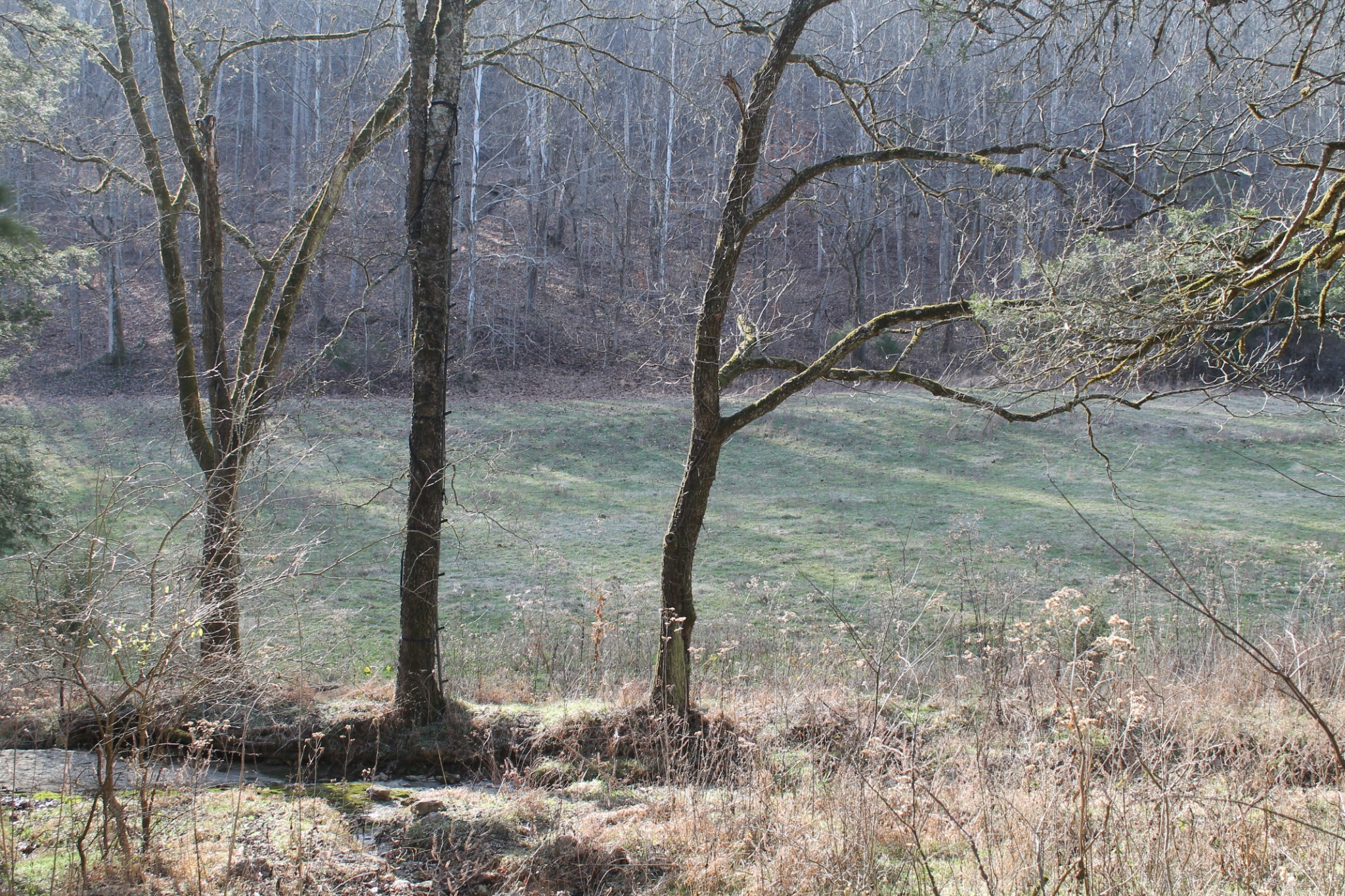 0 Nickajack Road Pleasant Shade, TN 37145 - Photo 2 of 44 Gallery Image 2