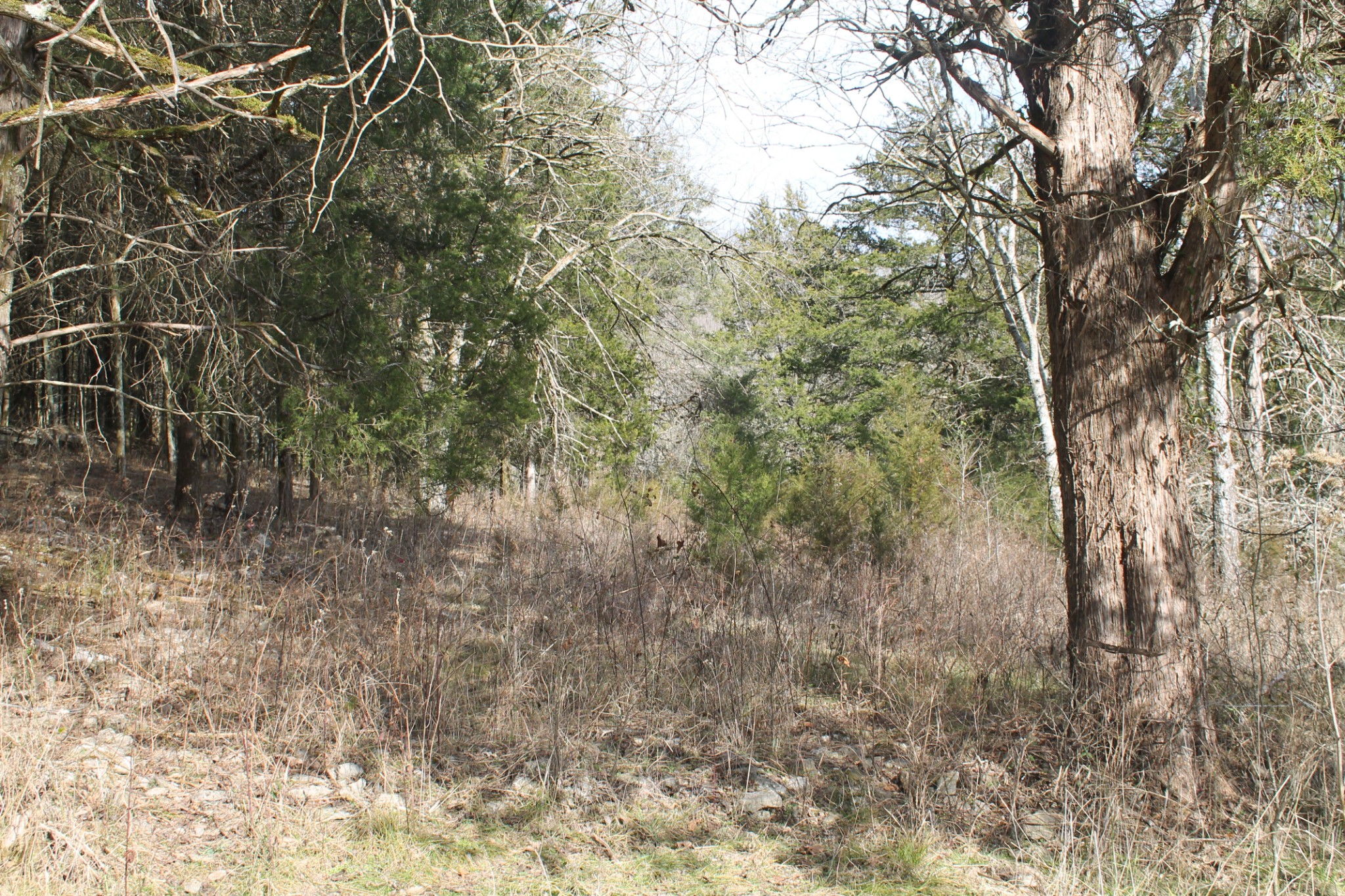 0 Nickajack Road Pleasant Shade, TN 37145 - Photo 11 of 44 Gallery Image 11
