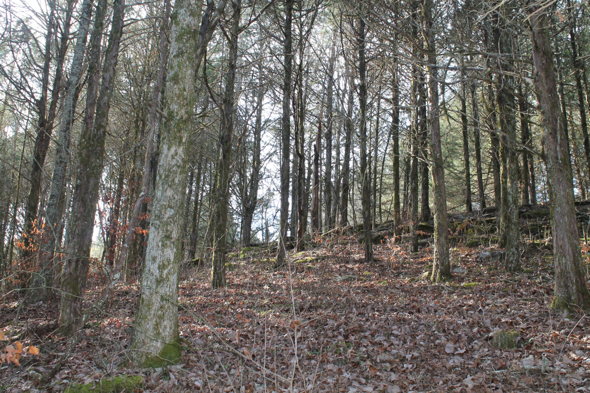 0 Nickajack Road Pleasant Shade, TN 37145 - Photo 14 of 44 Gallery Image 14