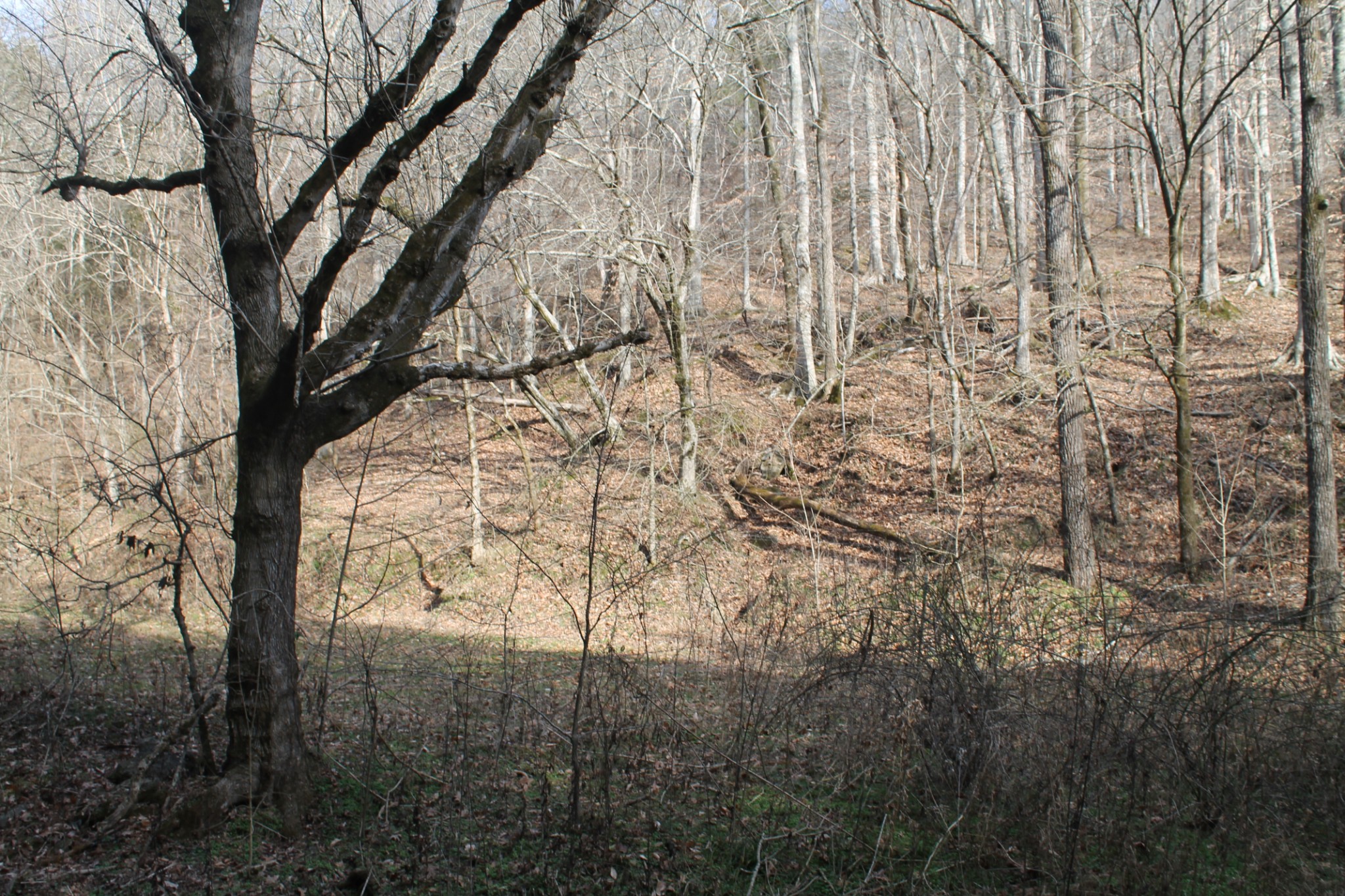 0 Nickajack Road Pleasant Shade, TN 37145 - Photo 18 of 44 Gallery Image 18