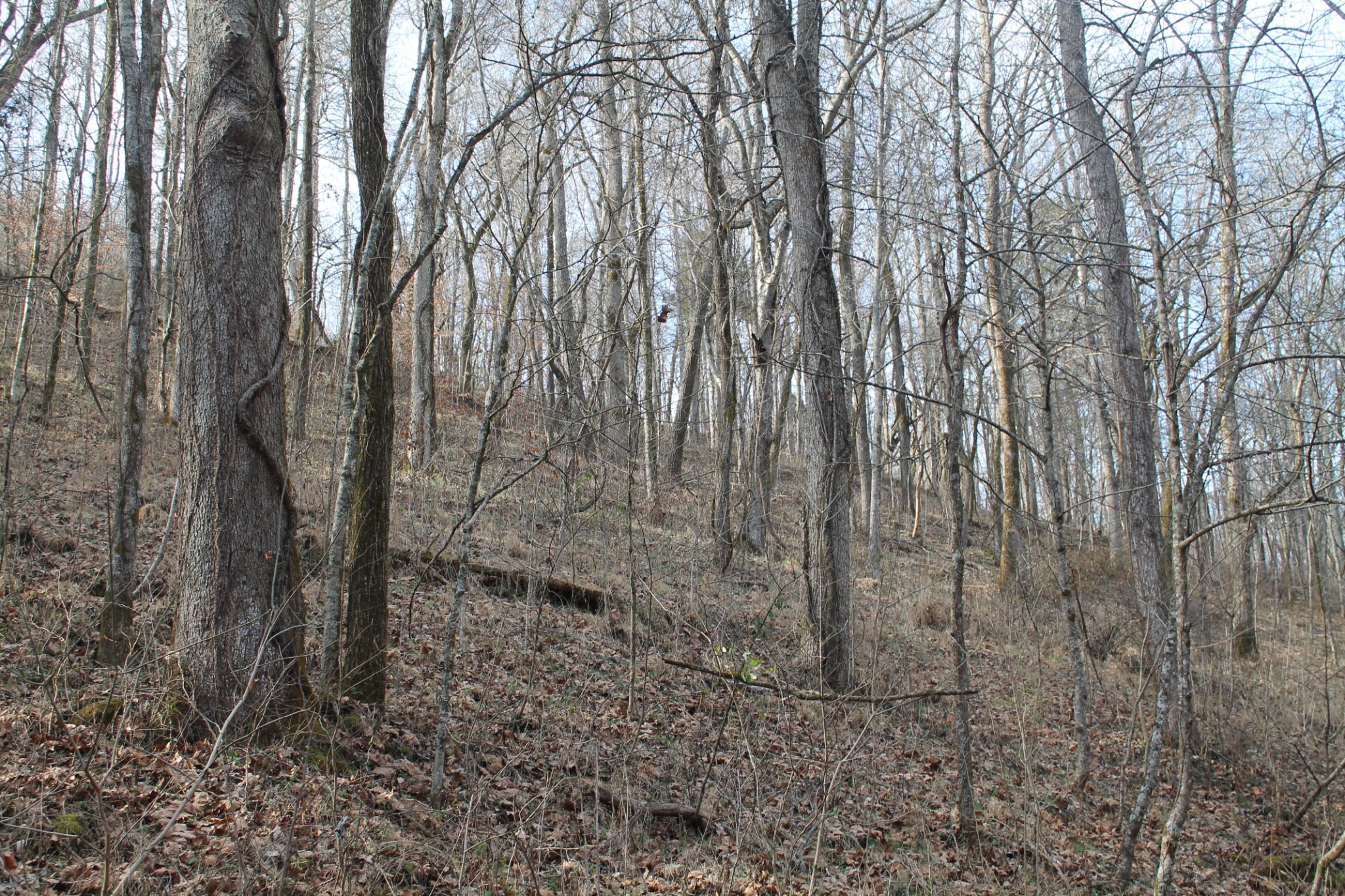 0 Nickajack Road Pleasant Shade, TN 37145 - Photo 20 of 44 Gallery Image 20