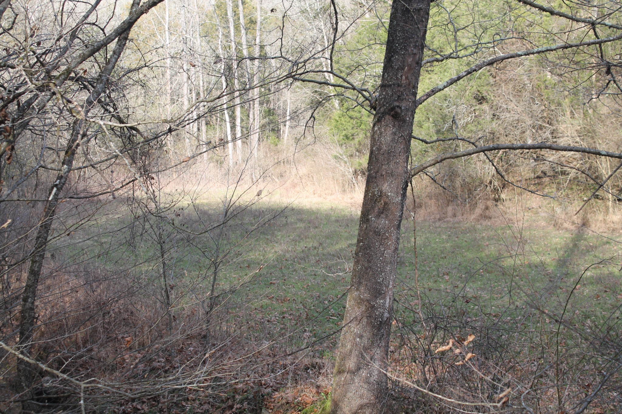0 Nickajack Road Pleasant Shade, TN 37145 - Photo 22 of 44 Gallery Image 22