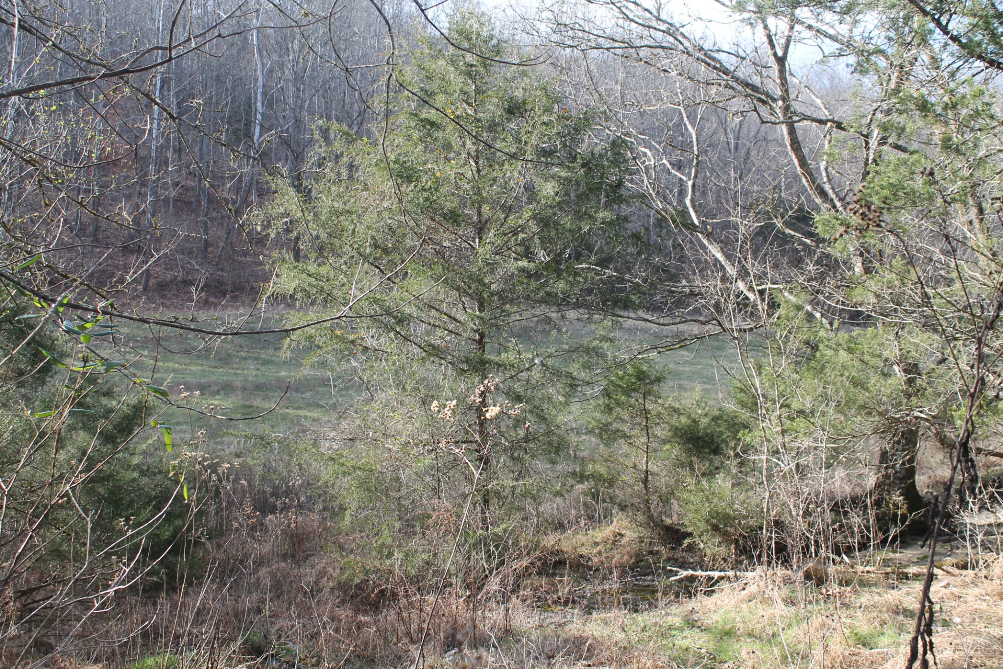 0 Nickajack Road Pleasant Shade, TN 37145 - Photo 29 of 44 Gallery Image 29