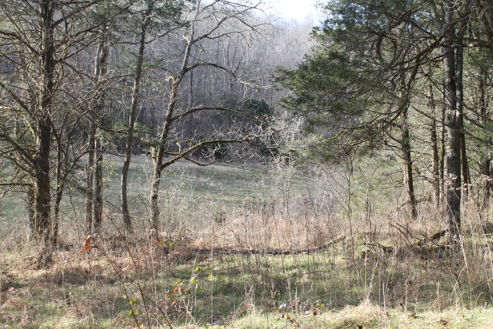 0 Nickajack Road Pleasant Shade, TN 37145 - Photo 31 of 44 Gallery Image 31