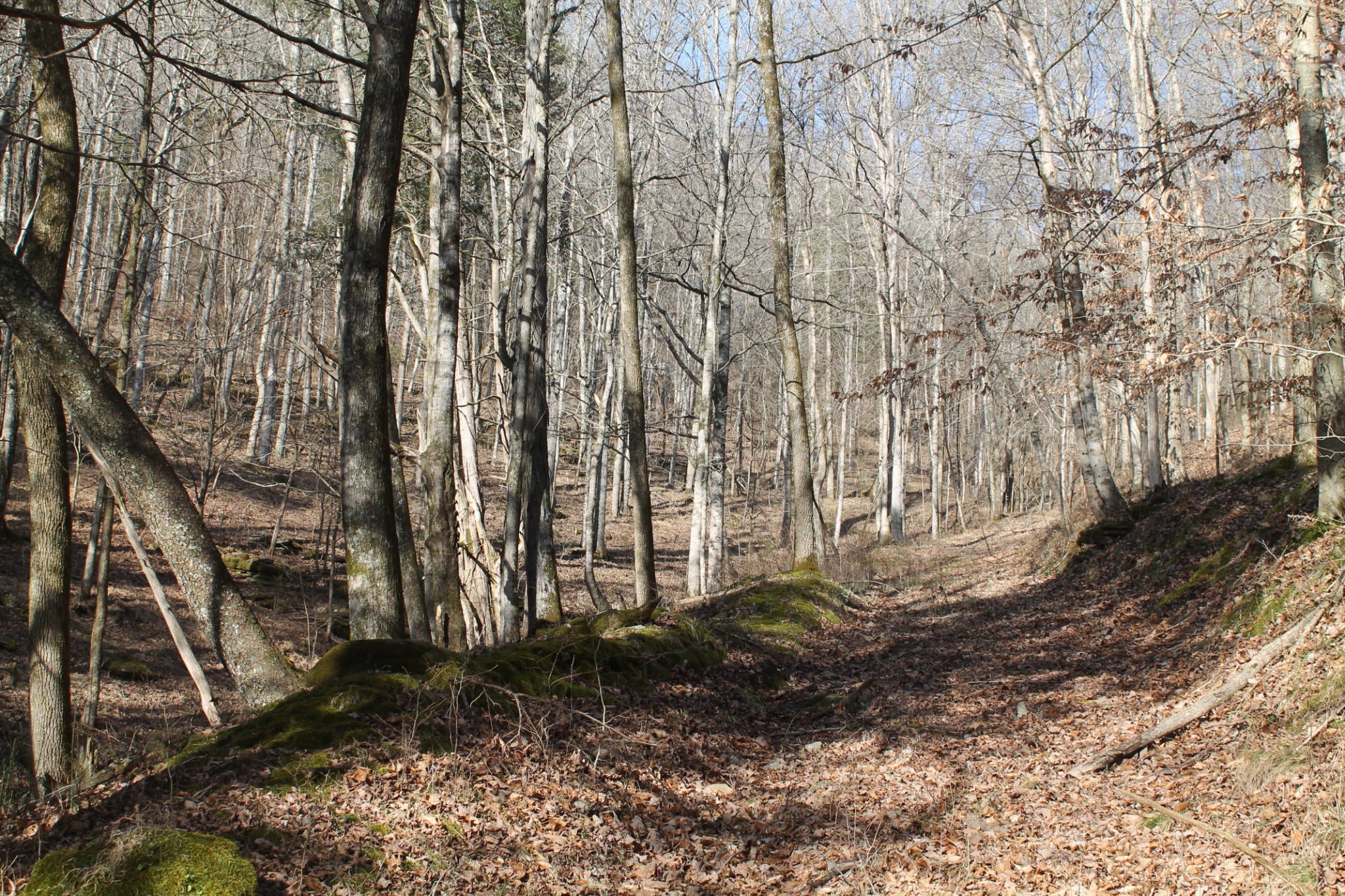 0 Nickajack Road Pleasant Shade, TN 37145 - Photo 35 of 44 Gallery Image 35