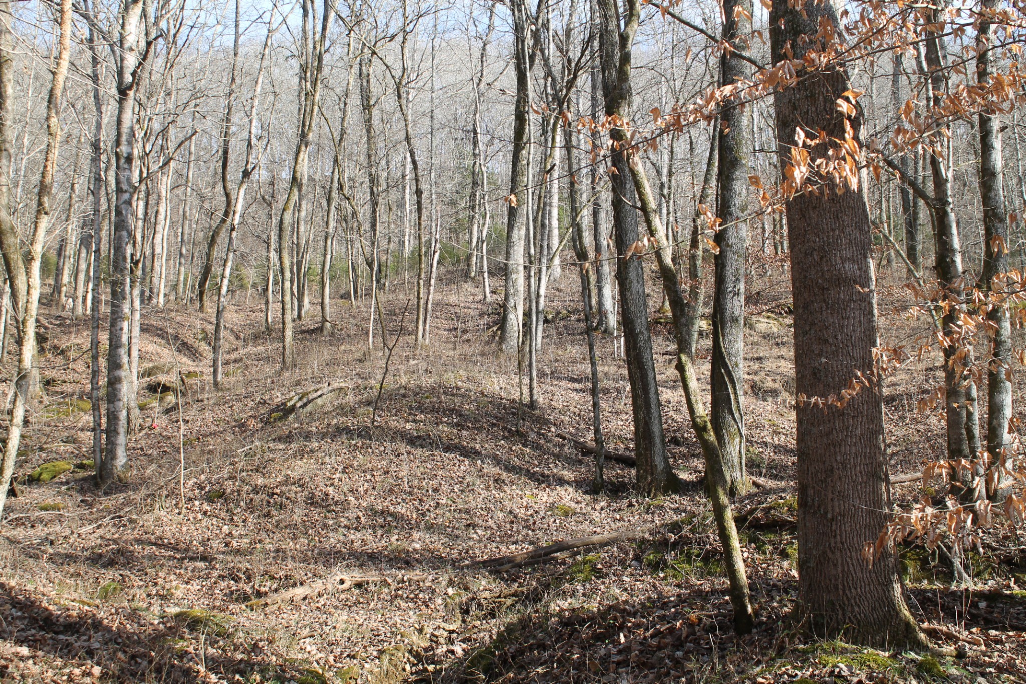 0 Nickajack Road Pleasant Shade, TN 37145 - Photo 36 of 44 Gallery Image 36