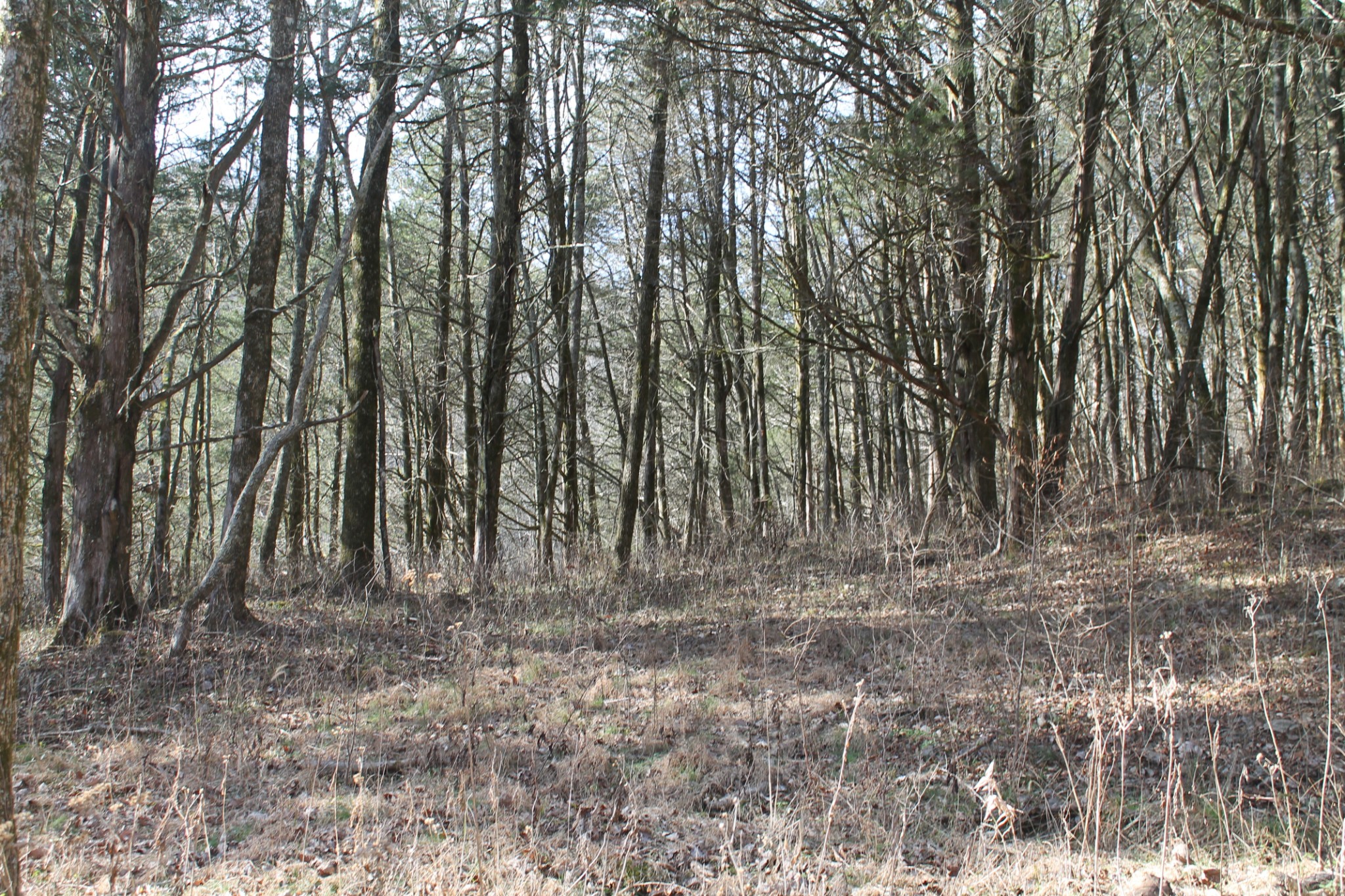 0 Nickajack Road Pleasant Shade, TN 37145 - Photo 39 of 44 Gallery Image 39