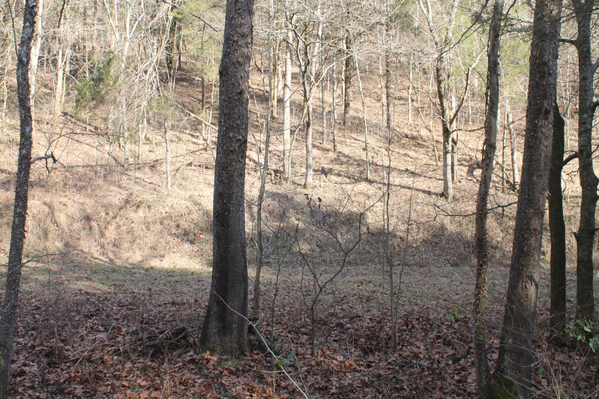 0 Nickajack Road Pleasant Shade, TN 37145 - Photo 42 of 44 Gallery Image 42