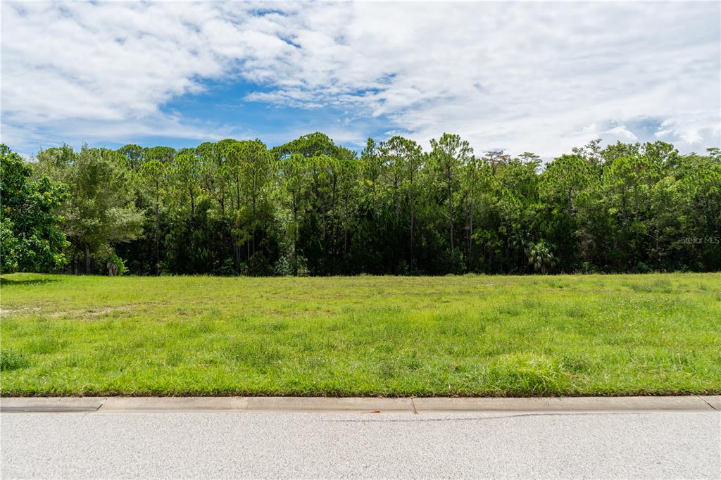 4050 Jew Fish Drive Hernando Beach, FL 34607 - Photo 5 of 16 a view of a yard with a large trees