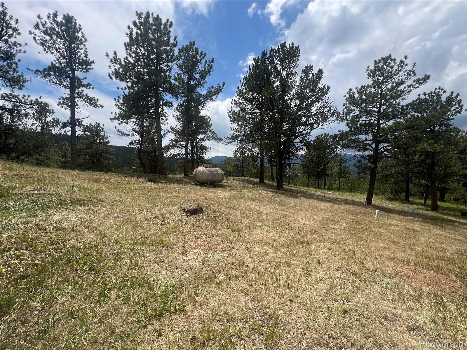 95 Appleby Street Bailey, CO 80421 - Photo 20 of 36 a view of backyard with tree