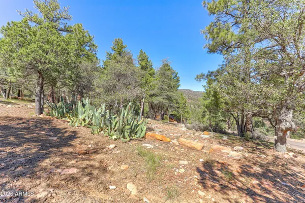 a view of a yard with plants and trees