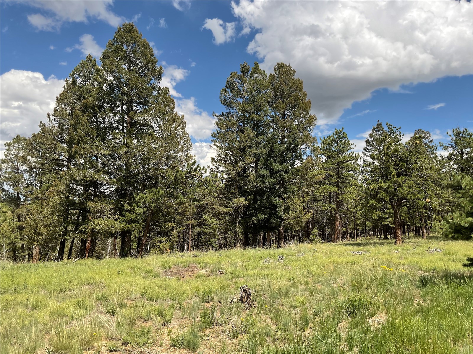 1970 Singletree Road Hartsel, CO 80449 - Photo 10 of 17 Gallery Image 10