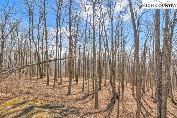 a large space with lots of trees in the background