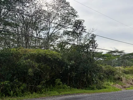 a view of a yard with a tree