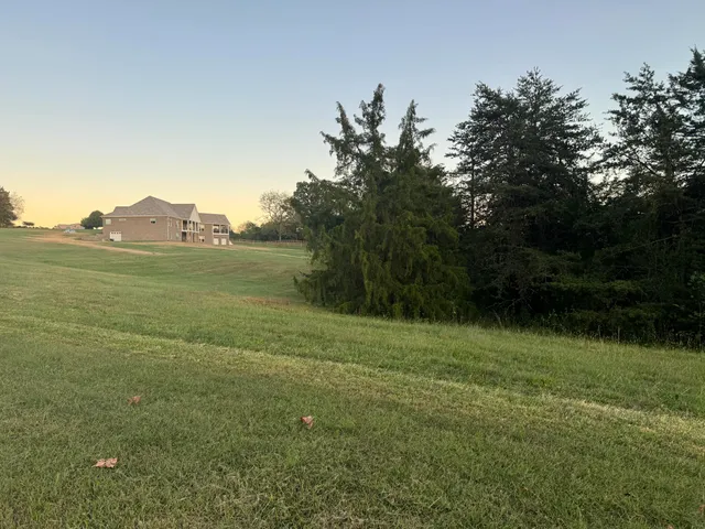 a view of a field with a tree