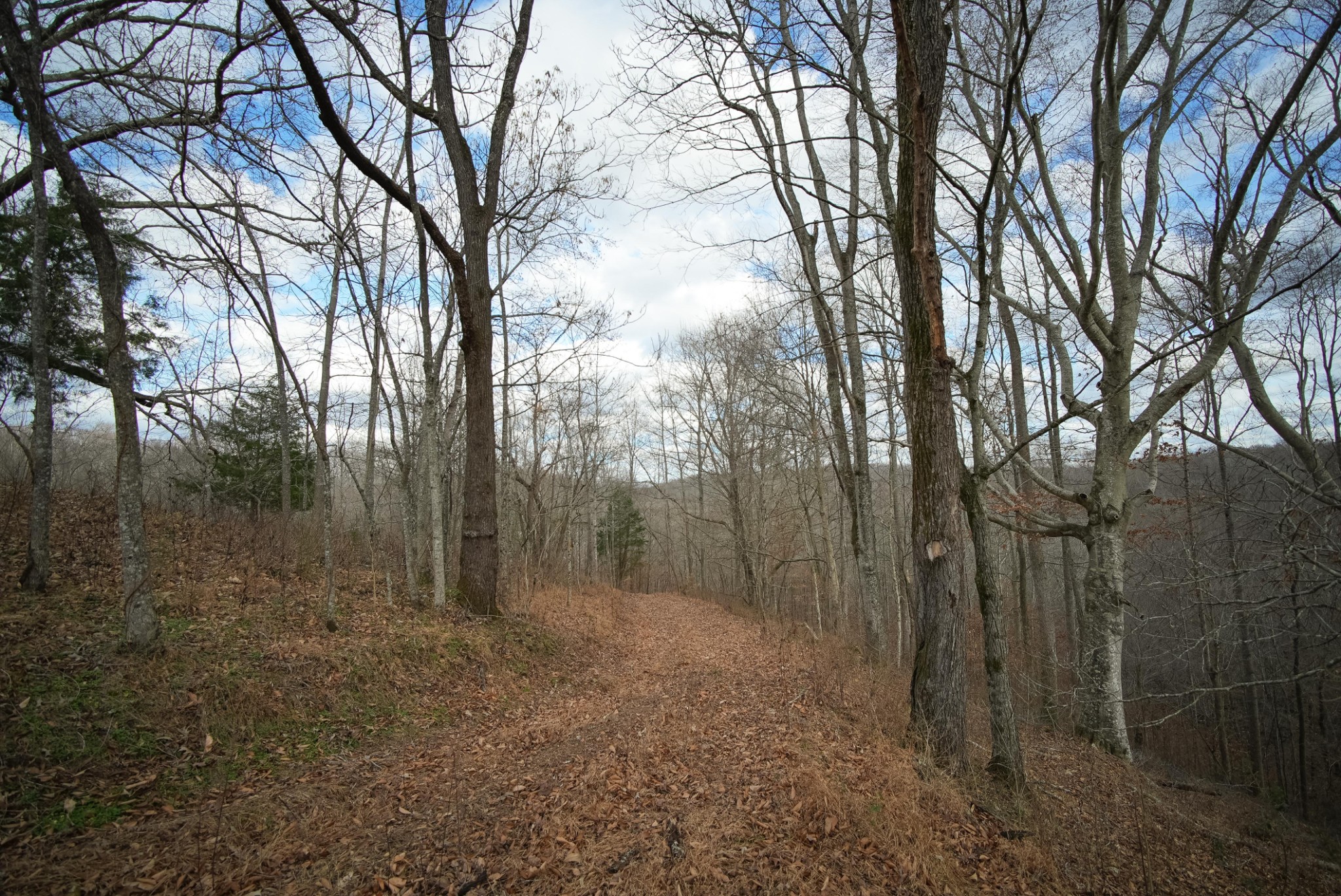 199 Spain Road Charlotte, TN 37036 - Photo 5 of 12 a view of a forest with trees in the background