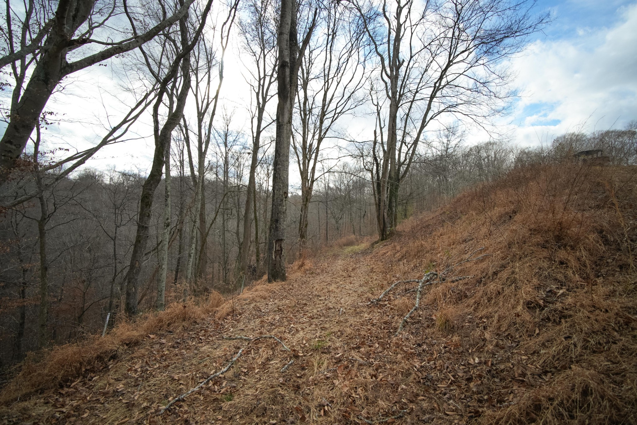 199 Spain Road Charlotte, TN 37036 - Photo 6 of 12 a view of backyard with tree