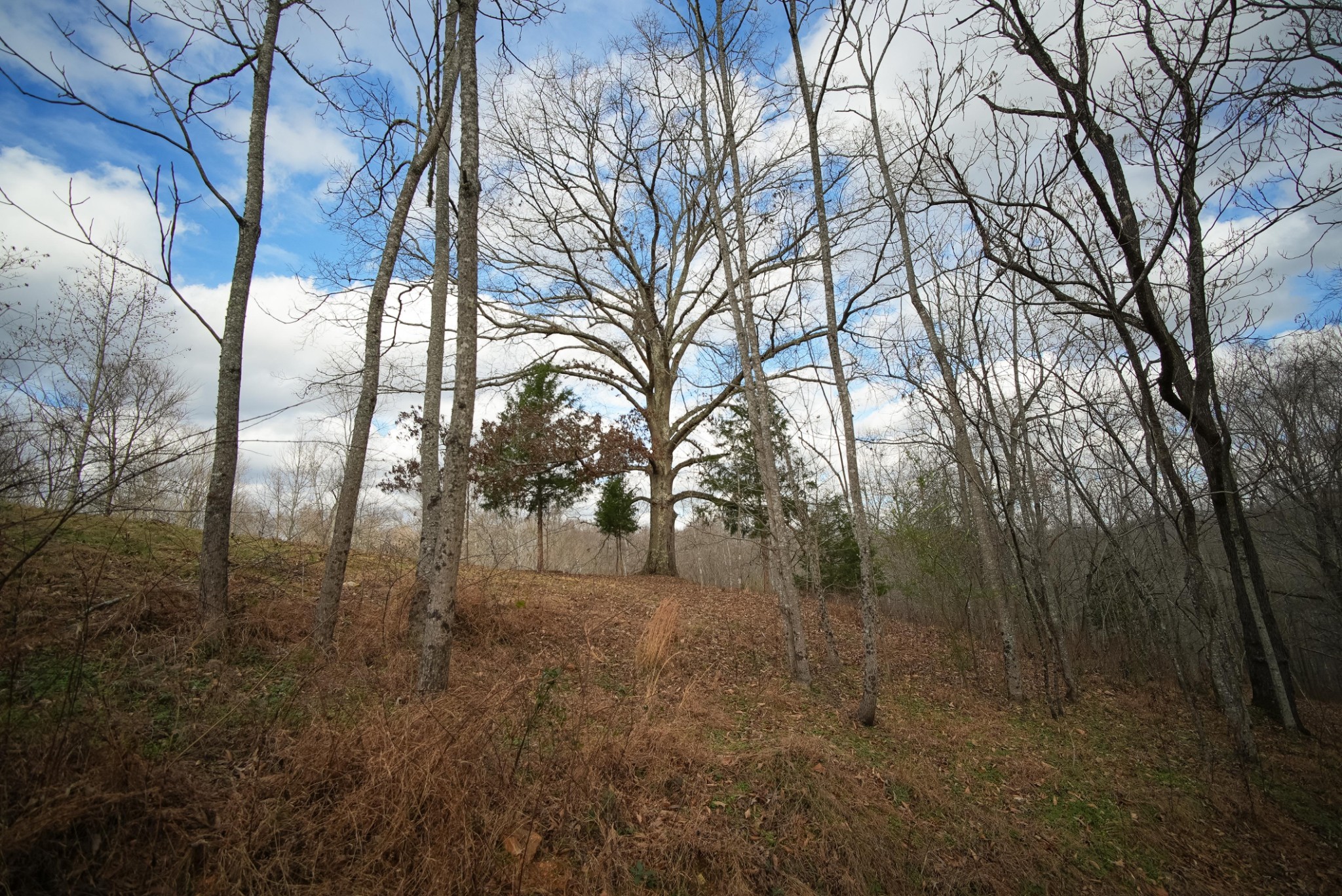 199 Spain Road Charlotte, TN 37036 - Photo 7 of 12 a view of dirt yard with a large tree