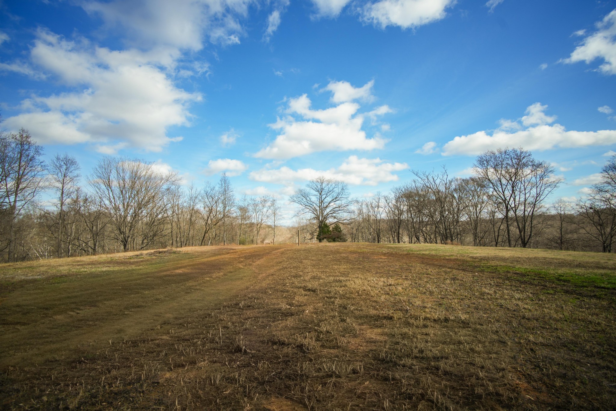 199 Spain Road Charlotte, TN 37036 - Photo 9 of 12 a view of big yard with large trees