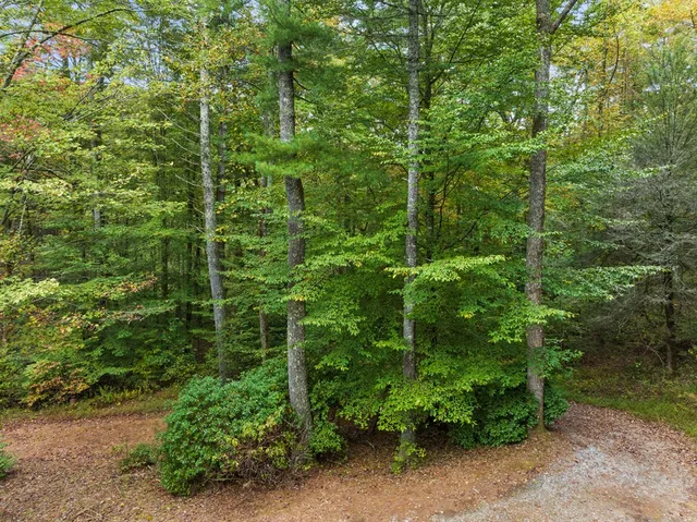 a view of a large yard with lots of trees