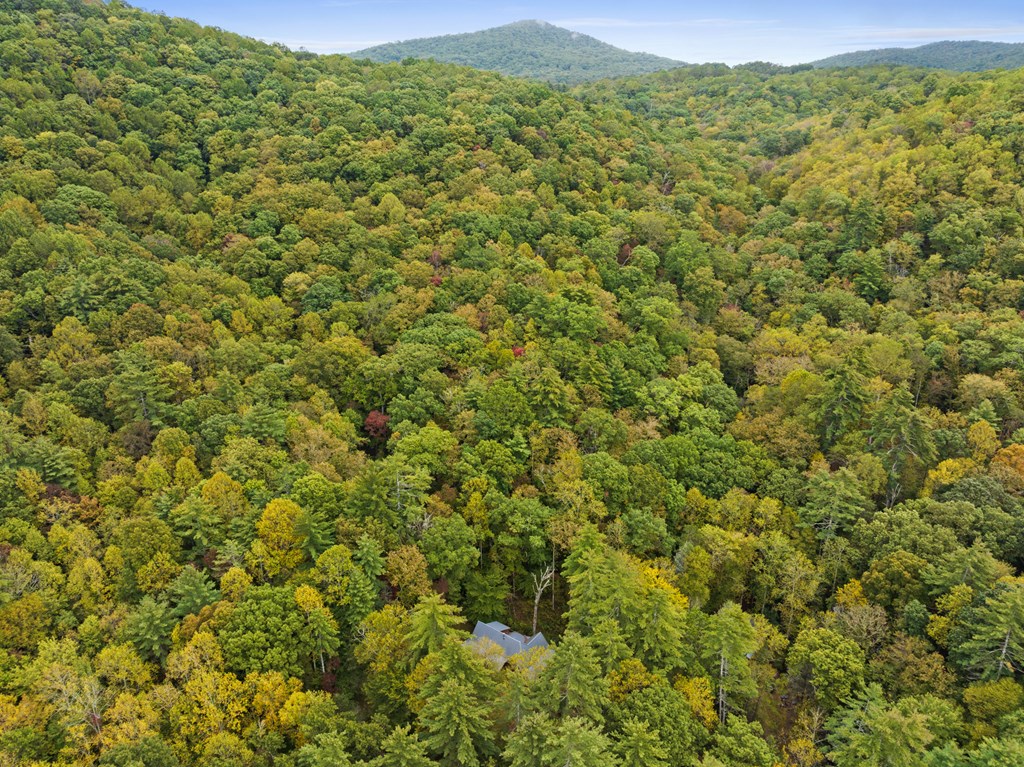 540 Old Mill Road Suches, GA 30572 - Photo 39 of 51 a view of a large yard with lots of trees