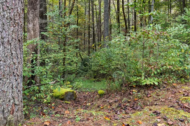 a view of a forest with trees
