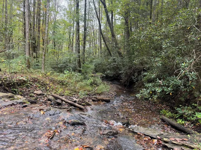 a view of a garden with trees