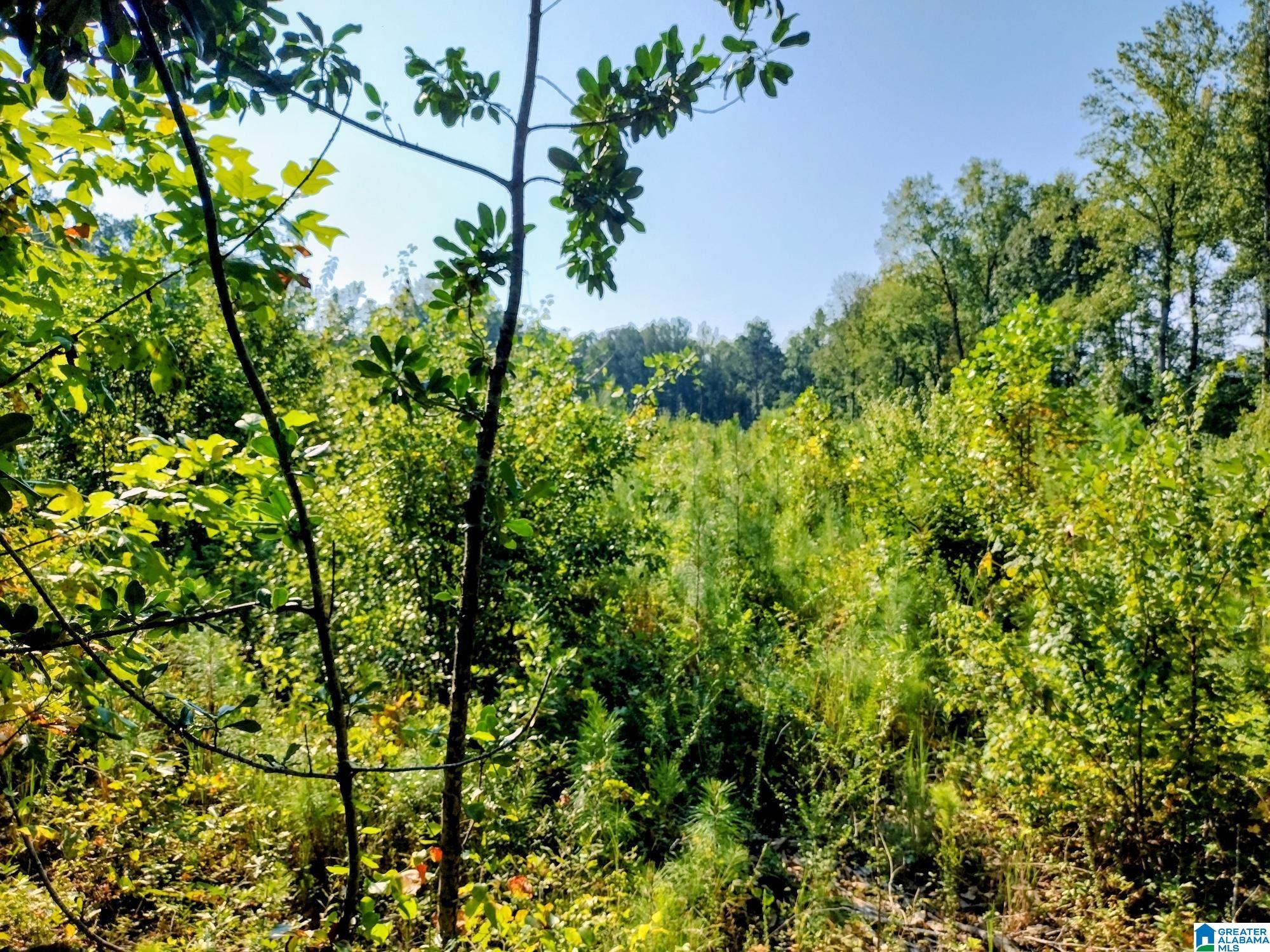 0 Fincher Road Roanoke, AL 36274 - Photo 2 of 9