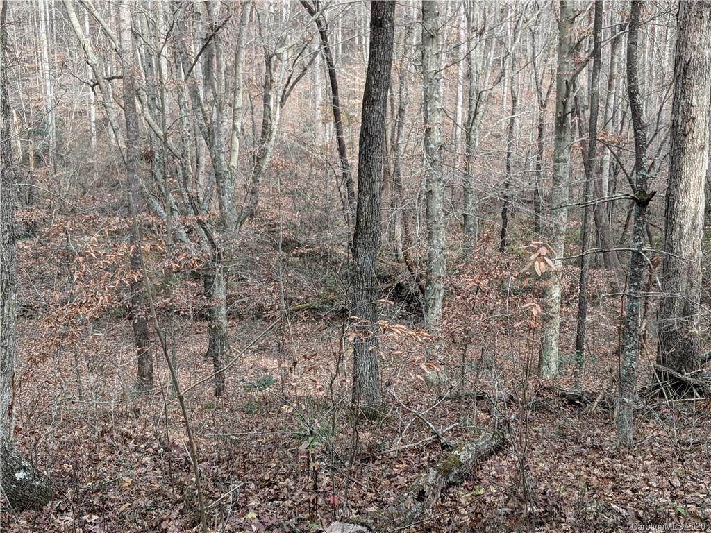 0 Hill Farm Road Hiddenite, NC 28636 - Photo 13 of 19 a view of a yard with lots of bushes