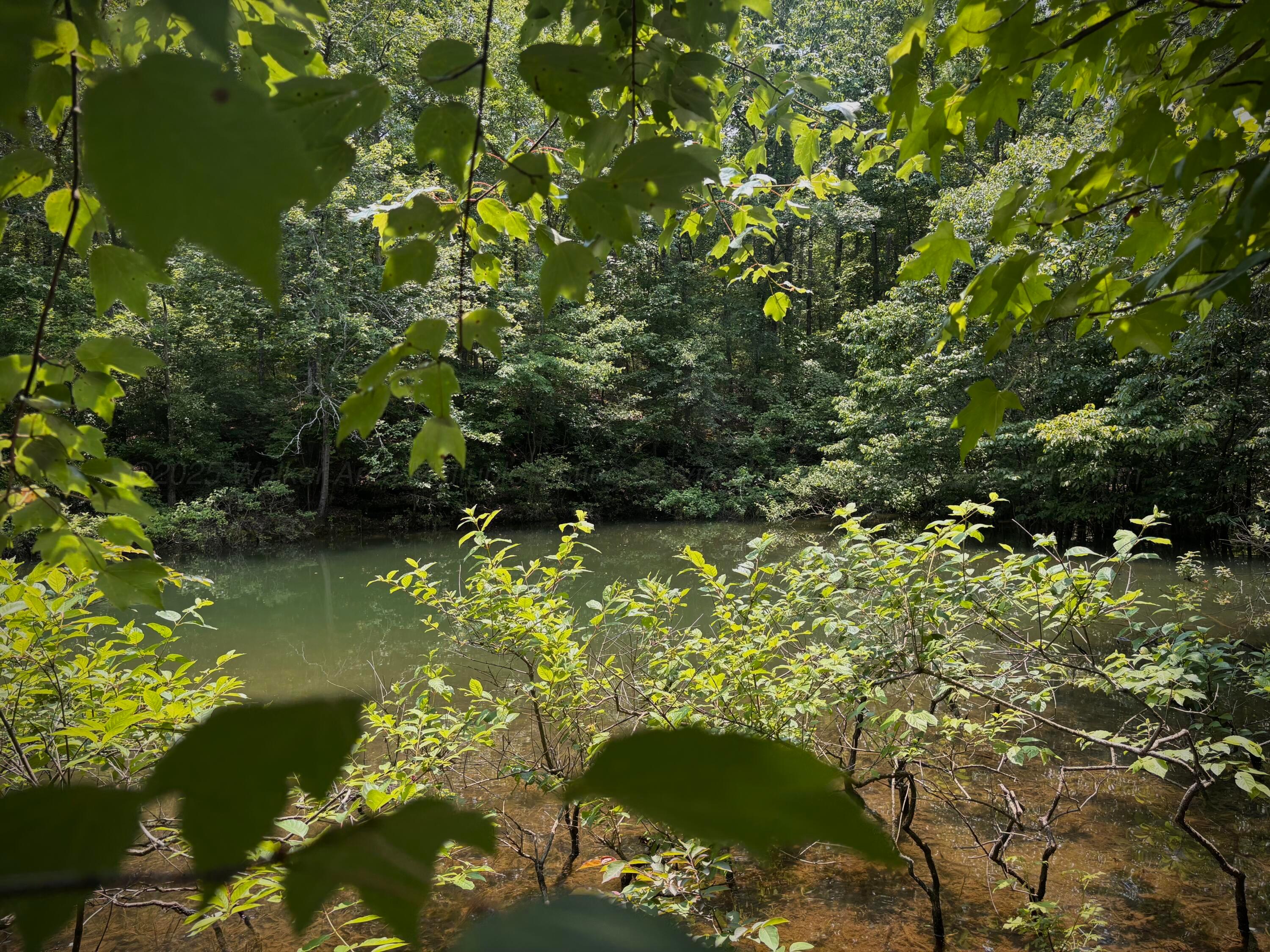 Lot 31 Stoney Point Road Double Springs, AL 35553 - Photo 17 of 22 image9