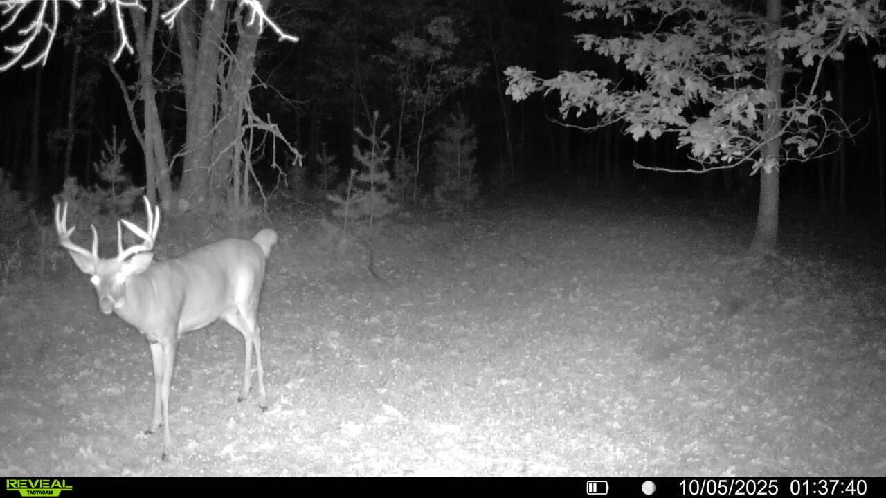 7 West Mile Road Irons, MI 49644 - Photo 9 of 49 IMG_20260606_224711