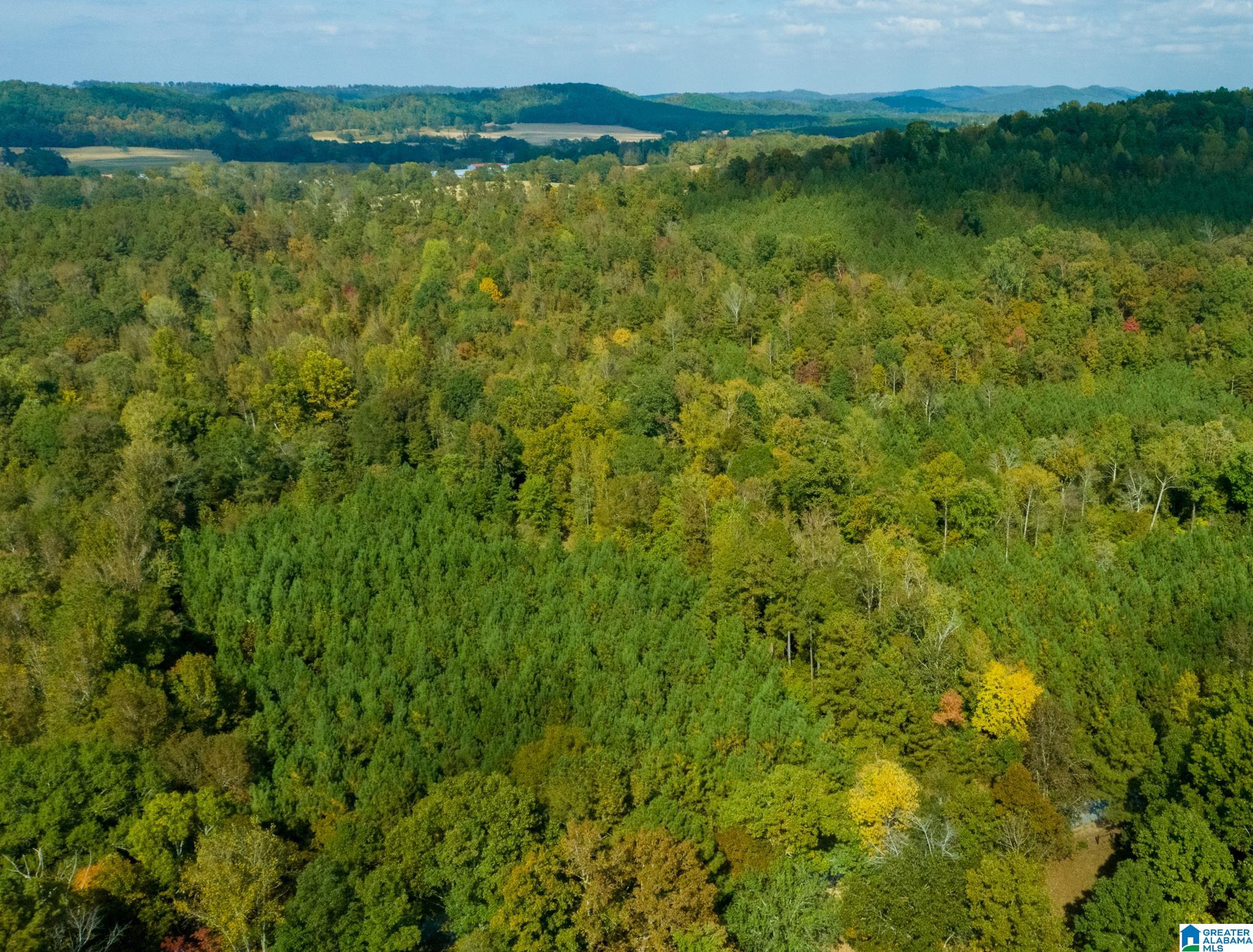 Hale Creek Road Oneonta, AL 35121 - Photo 8 of 17