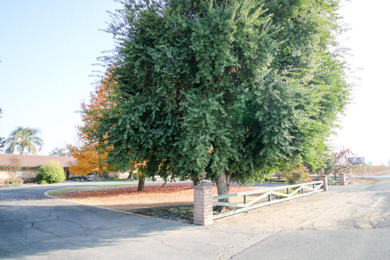 43018 Road 56 Reedley, CA 93654 - Photo 2 of 50 IMG_0496